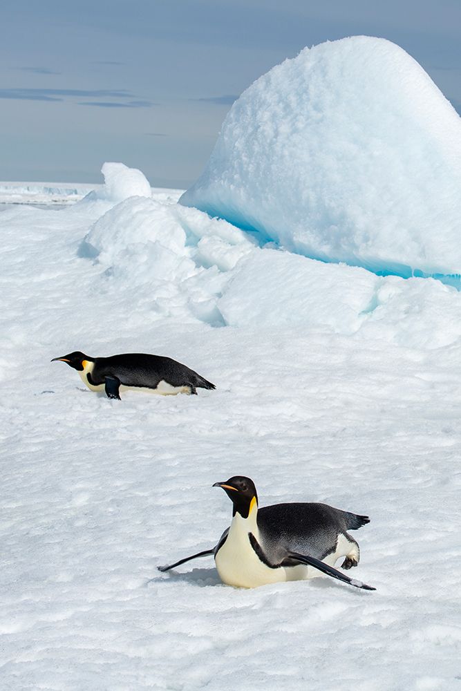 Antarctica-Weddell Sea-Snow Hill. Emperor penguins toboggining.